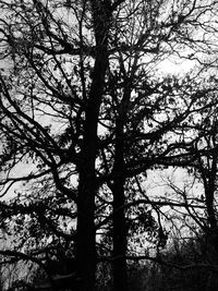 Low angle view of bare trees against sky