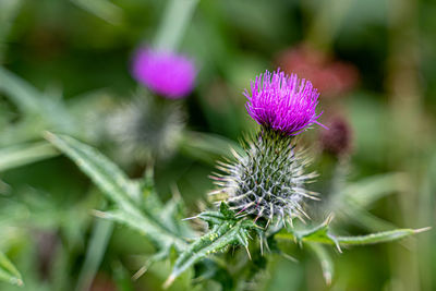 Close-up of thistle flower