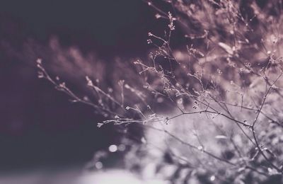 Close-up of plant against the sky
