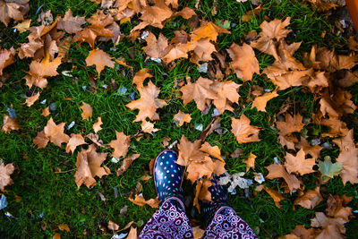 High angle view of maple leaves on plant during autumn