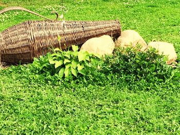 Cat by plants on field