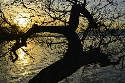 Low angle view of silhouette bare tree against sky