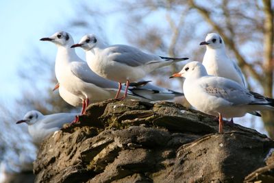 Seagulls perching on rock