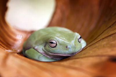 The australian green tree frog or dumpy tree frog, with natural and colorful background.