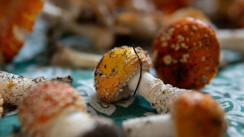 Close-up of shells