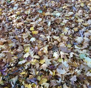 Full frame shot of leaves