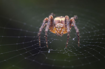 Close-up of spider on web