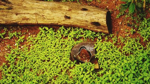 High angle view of rusty metal on wood