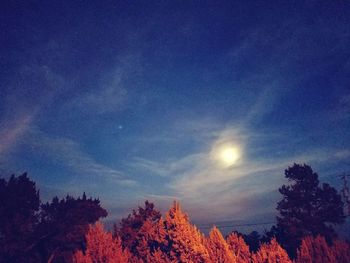 Low angle view of trees against sky during autumn