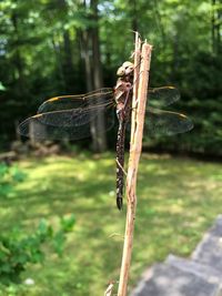 Close-up of dragonfly on plant