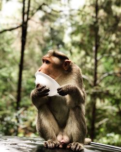 Monkey sitting on land in forest