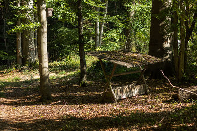 Trees in forest