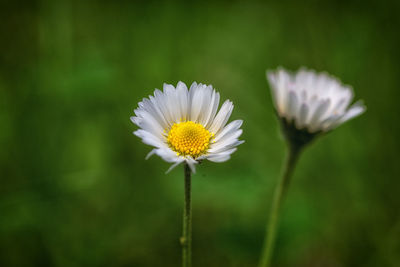 Close-up of white daisy flower