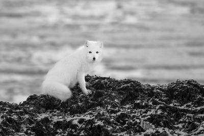 Mono arctic fox on rocks eyeing camera