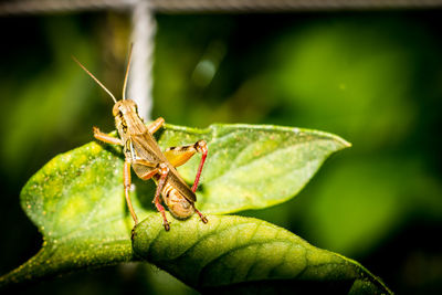 High angle view of grasshopper on leaf at vegetable garden