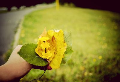 Close-up of yellow flower