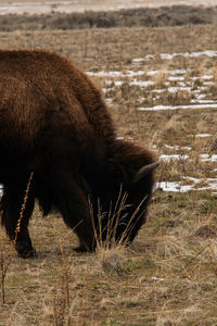 Close-up of pig on field