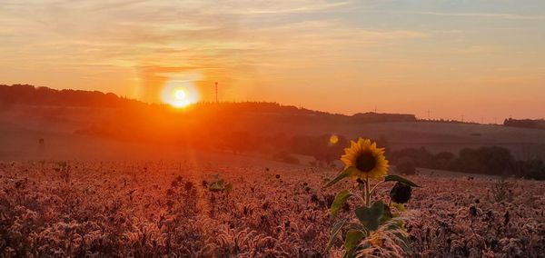 Scenic view of field against sky during sunset