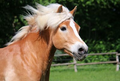 Close-up of a horse in ranch