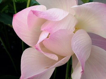 Close-up of pink flowers