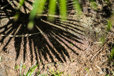 Close-up of plant growing on field