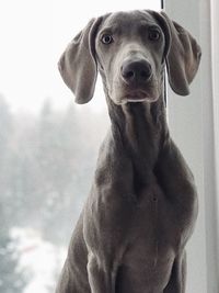 Close-up portrait of dog looking at camera