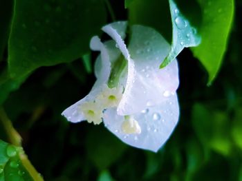 Close-up of water drops on white flower blooming outdoors