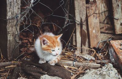 Cat looking away while sitting outdoors