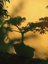 Close-up of plant shadow on tree