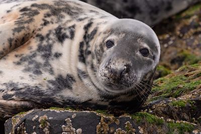 Close-up of a seal laying on a rock 