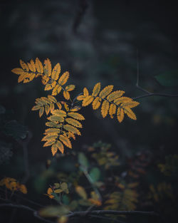 Close-up of autumnal leaves against blurred background