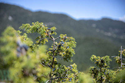 Bunch of juniper berries on a green branch in autumn.