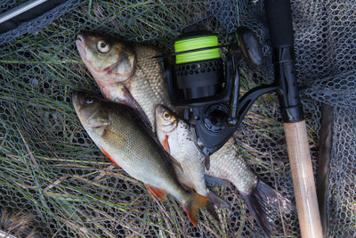 High angle view of fish for sale