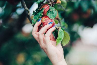 Close-up of hand holding fruit