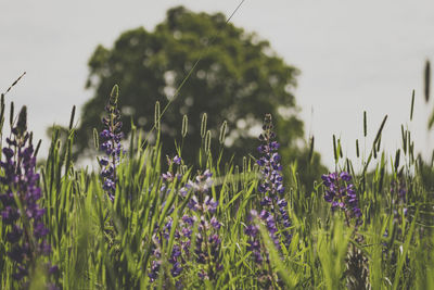 Close-up of purple flowers blooming on field