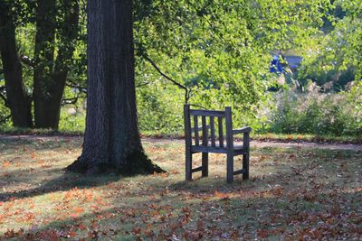 Bench in park during autumn