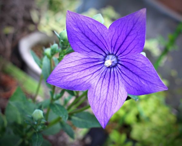 flowering plant, flower, plant, freshness, petal, fragility, vulnerability, beauty in nature, close-up, inflorescence, flower head, growth, no people, nature, focus on foreground, purple, botany, day, blue, outdoors, pollen