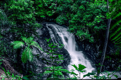 Scenic view of waterfall in forest