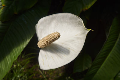 Close-up of white mushroom