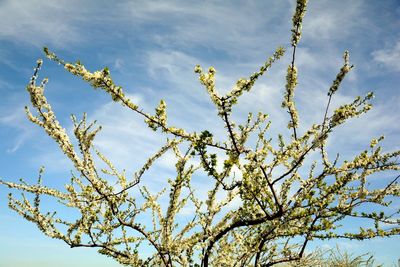 Low angle view of flowering plant against sky