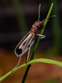 Close-up of insect on plant