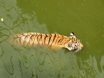 High angle view of turtle swimming in lake