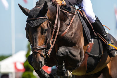 Horse riding horses