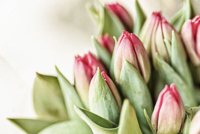 Close-up of succulent plant