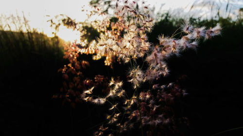 Close-up of flowering plants on field against sky