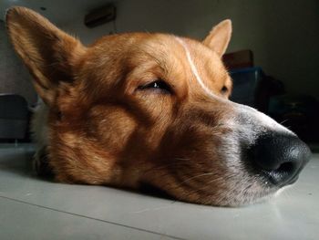 Close-up of dog looking away