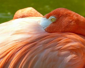 Close-up of bird