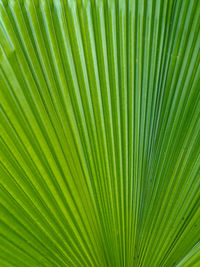 Full frame shot of palm leaf