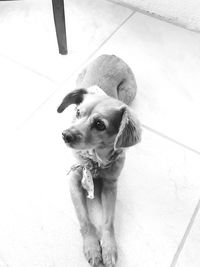 High angle view of dog looking away on floor