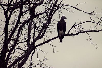 Low angle view of bird perching on tree